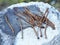 rusty curved nails lie in a pile on a concrete post