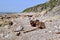 Rusty debris from old shipwreck scattered across rocky beach along the coast of Gros Morne