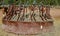 Rusty feed bunk in a horse corral