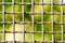 Rusty fence made of metal mesh, square cells, against a background of blurry green foliage. Close up