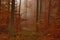 Rusty forrest and morning fog