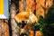Rusty fox sleeping on a tree.