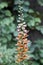 Rusty foxglove, Digitalis ferruginea