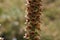 Rusty foxglove (Digitalis ferruginea)