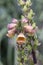 Rusty foxglove Digitalis ferruginea, close-up flowers