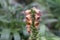 Rusty foxglove Digitalis ferruginea, rusty coloured flowers