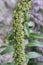 Rusty foxglove Digitalis ferruginea, unripe seed pods