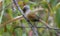 Rusty fronted barwing, Actinodura egertoni, Mishmi hills, India