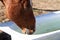 Rusty gelding drinks water from a bathtub in its winter paddock, drinking regime at the horse