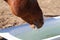 Rusty gelding drinks water from a bathtub in its winter paddock, drinking regime at the horse