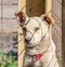 Rusty-haired puppy with a red collar in a shelter cage