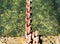 Rusty hard chain, mountains, natural background