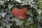 A rusty heart in the ivy