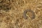Rusty horseshoes on a straw background - rustic scene in a country style. Old iron Horseshoe - good luck symbol and mascot of well