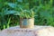 rusty jar with plants stands outside on a concrete stand