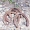 Rusty large horse shoes laying in rocks