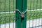 Rusty lock on the gate. Entrance to the football field. Metal fence wire with grass in the background