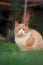 Rusty lovely cat relaxing on the huge botanic garden during beau