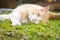 Rusty lovely cat relaxing on the huge botanic garden during beau