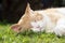 Rusty lovely cat relaxing on the huge botanic garden during beautiful spring sunset, looking happy