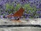 Rusty metal bird on top of lavender field fence