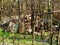 rusty metal plate shack hidden behind young trees in spring forest