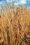 Rusty metal sickle mows Golden ripe ears of wheat at agricultural work on the farm