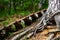 Rusty metal steps stairs on the slope in the forest. Curved Intertwined twisted partly dead roots of the pine tree growing above