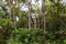 Rusty metal structure abandoned amid the intense vegetation of a rainforest.