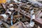 Rusty metal waste lying unsorted in a heap