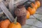 Rusty Milk Can and Pumpkins