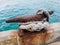 Rusty Mooring Bollard with rope on pier