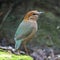 Rusty-naped Pitta