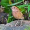 Rusty-naped pitta bird