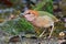 Rusty-naped pitta bird