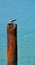 Rusty Ocean Piling with Crested Tern