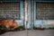 A rusty old backdoor on a dilapidated grungy brick wall in a back alley with glass block wall