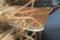 Rusty old bathtub on frozen lake.