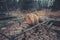 Rusty old children`s machine in an abandoned amusement park in carting, the ghost town of Pripyat, Chernobyl, the consequences of