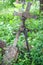 Rusty old metal crucifix