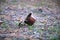 rusty open tin can lying in the middle of the forest