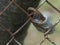 Rusty Padlock on a Rusty Chain Link Fence Nothing Locked up