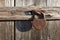 Rusty padlock on worn weathered wooden door