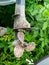 Rusty propeller in an old fishing boat in dry dock