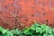 Rusty red cracked paint background with green vining plant leaves old metal texture