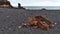 Rusty remains of the wreck of fishing trawler Epine at DjÃºpalÃ³nssandur beach on west coast of SnÃ¦fellsnes, Iceland.