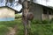 Rusty School Bell For Signalize about a School Brake Hanging on the Tree Near African school building in Primary School