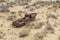 Rusty ship at the ship graveyard in former Aral sea port town Moynaq Mo ynoq or Muynak , Uzbekist