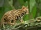 Rusty Spotted Cat in the Green