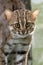 Rusty-Spotted Cat, prionailurus rubiginosus, Portrait of Adult